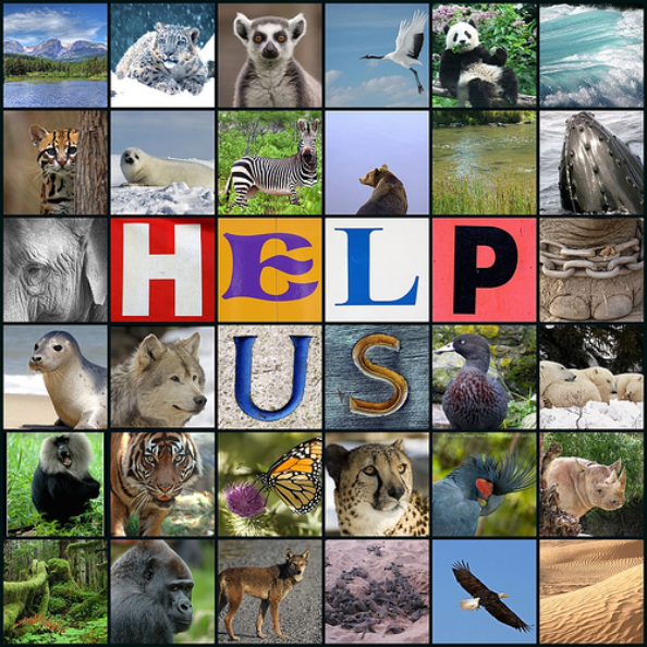 Endangered Species Project - Ms A Science Online  