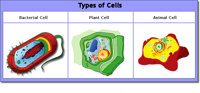 What Are 3 Types Of Animal Cells - slideshare